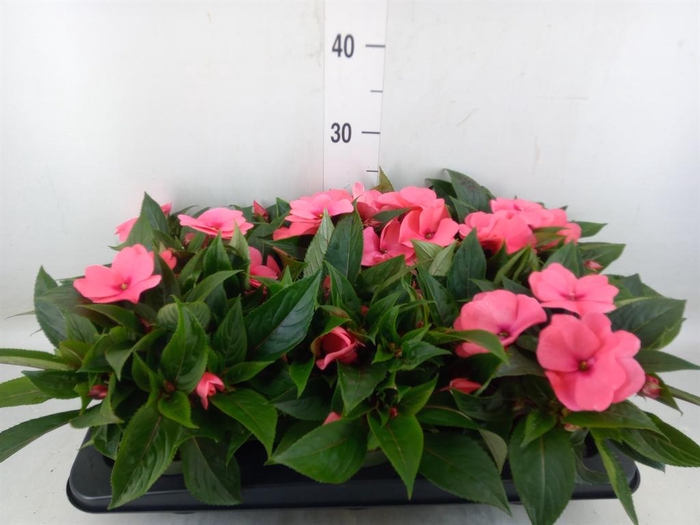 <h4>Impatiens NG 'Tamarinda Salmon'</h4>
