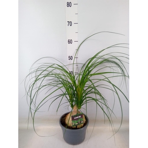 Nolina recurvata   ...