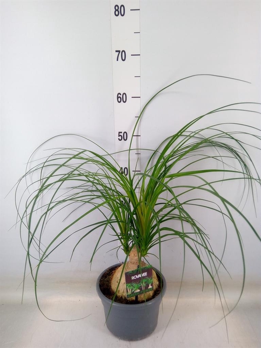 <h4>Nolina recurvata   ...</h4>