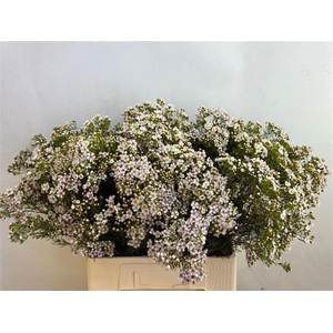 CHAME UN JUPITE MOON