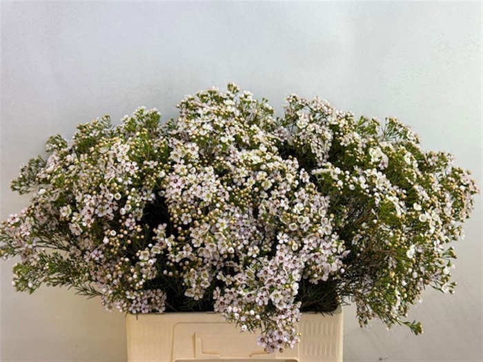 <h4>CHAME UN JUPITE MOON</h4>