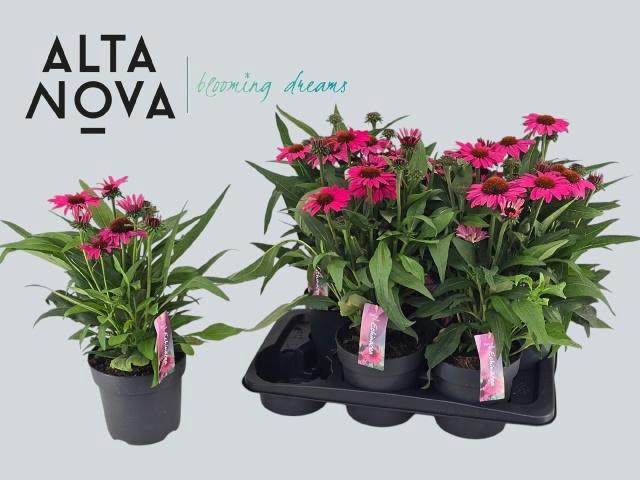<h4>ECHINA SUNSEEK PINK</h4>