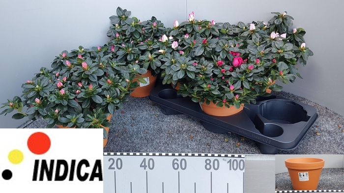 arr8 Rhodo Si V Gem 5 Srt In Terra Cotta Pot