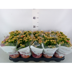 Kalanchoe blos. 'RosDon Nando'
