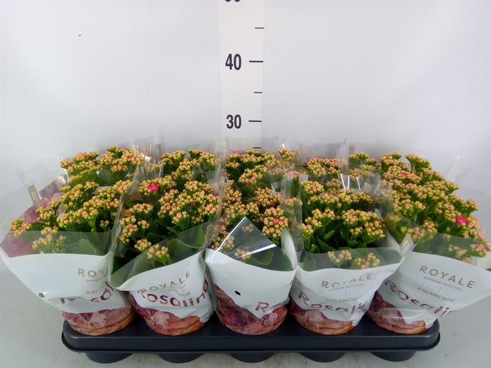 <h4>Kalanchoe blos. 'RosDon Nando'</h4>