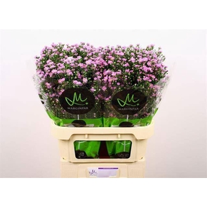 ASTER TEENY TINY PINK 30 GR.