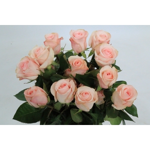 Rosa Garden Novia