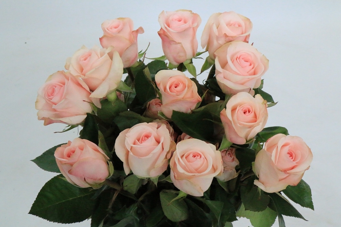 <h4>Rosa Garden Novia</h4>