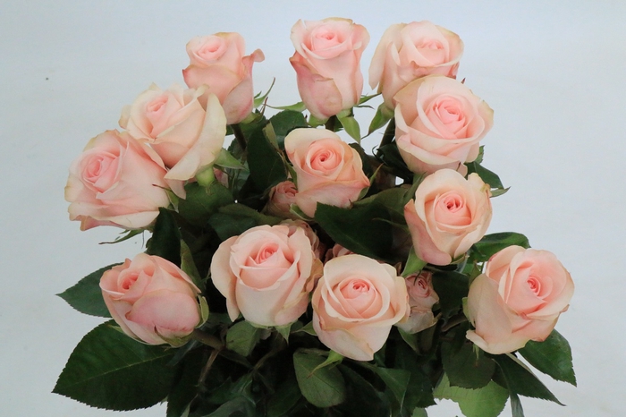 <h4>Rosa Ec Novia</h4>