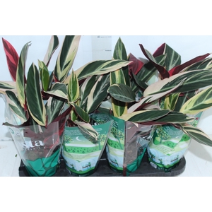 CALATHEA TRIALSTAR P12