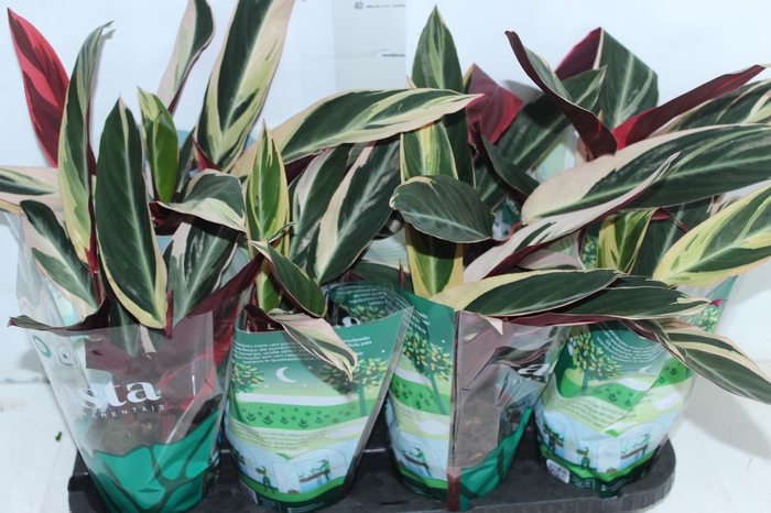 <h4>CALATHEA TRIALSTAR P12</h4>