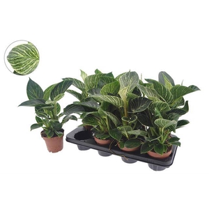 Philodendron White Wave 12Ø 40cm