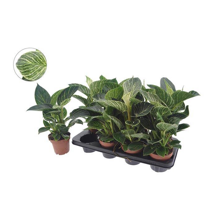 <h4>Philodendron White Wave 12Ø 40cm</h4>