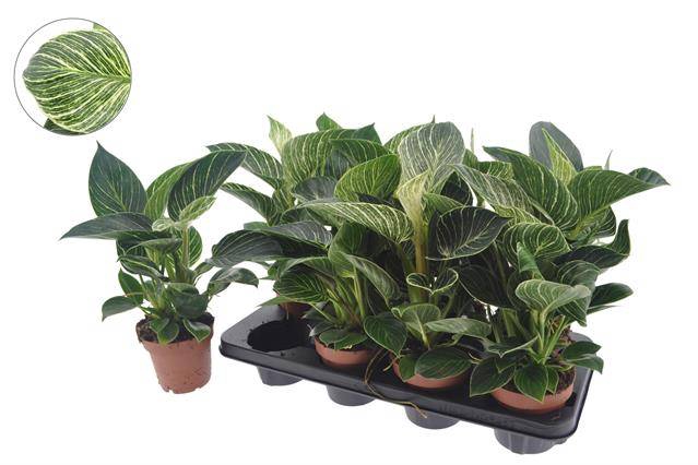 Philodendron White Wave 12Ø 40cm