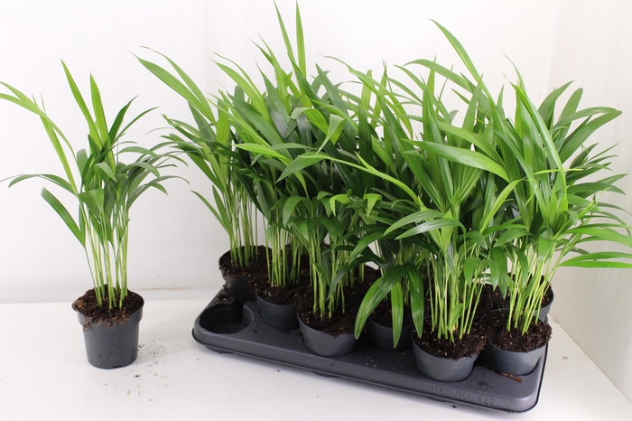 <h4>DYPSIS LUTESCENS</h4>