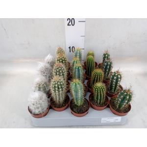 Cereus   ...