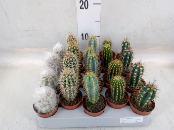 <h4>Cereus   ...</h4>