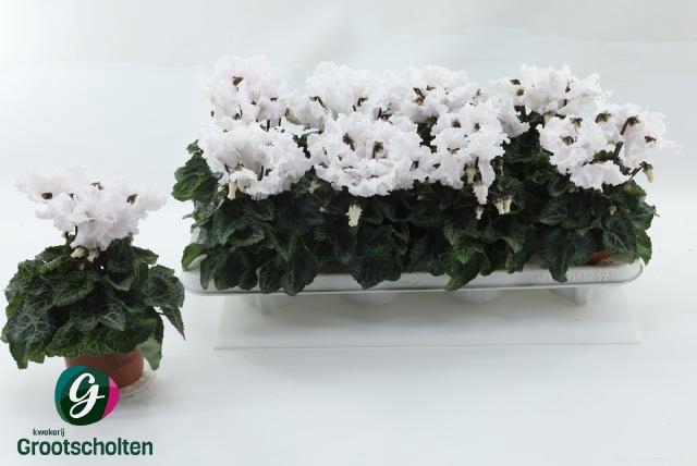 <h4>CYCL MD SUP MERENGUE</h4>