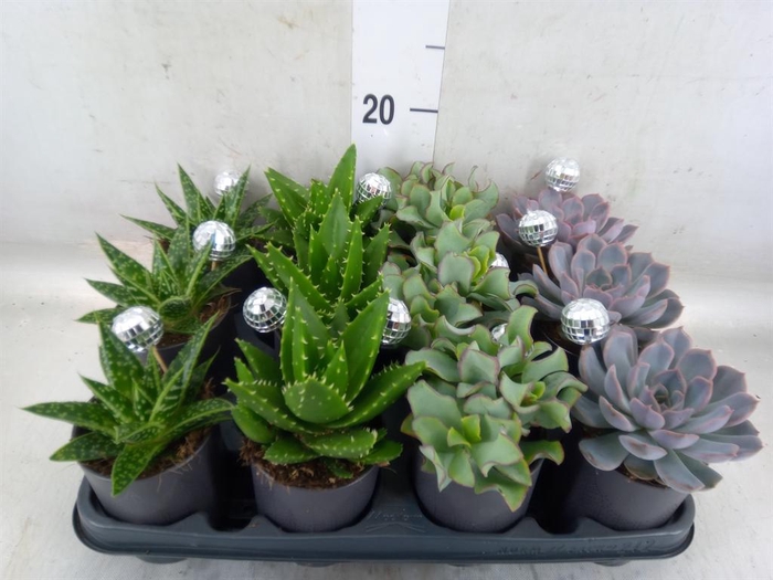 <h4>Succulents   ...</h4>