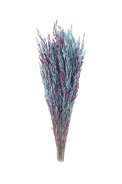 <h4>Dried Artz Rice Grass Rubens Bunch</h4>