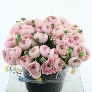 Ran Su Sr Favola Super