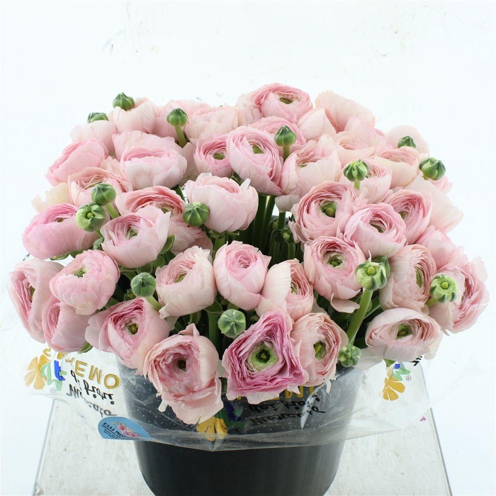 <h4>Ran Su Sr Favola Super</h4>