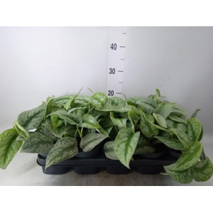 Scindapsus pictus 'Trebie'