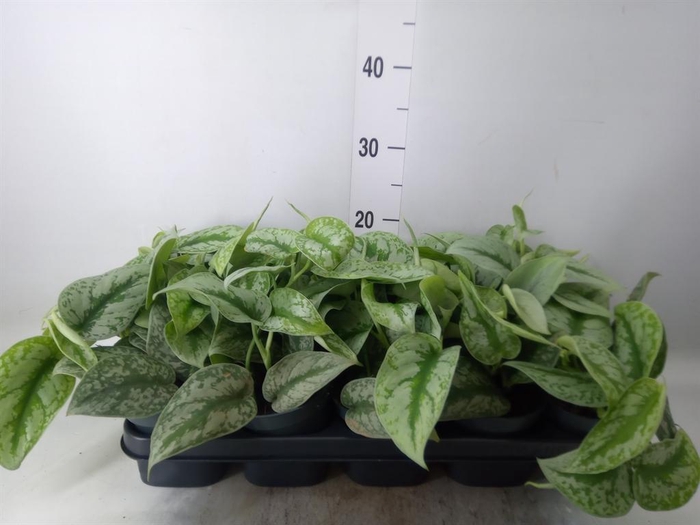 <h4>Scindapsus pictus 'Trebie'</h4>
