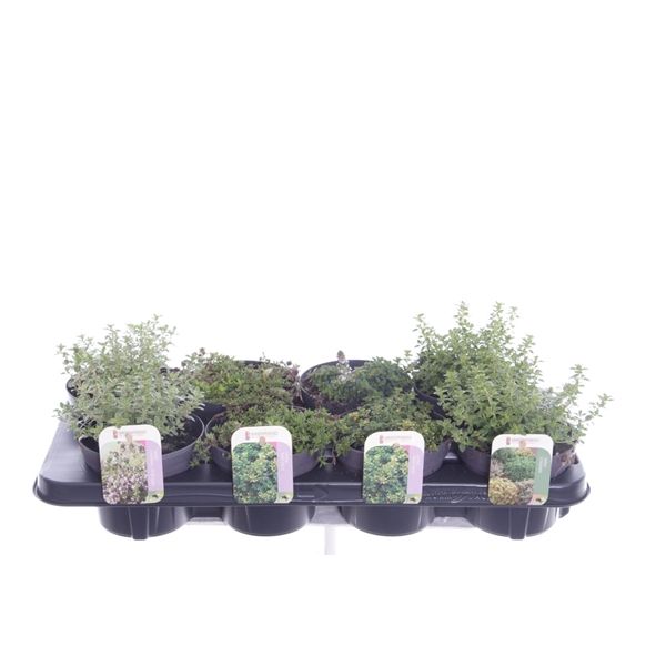 <h4>Thymus mix</h4>