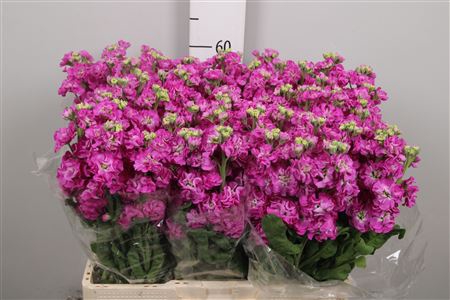 <h4>Matth Stox Deep Rose</h4>