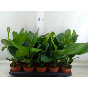 Ficus benghalensis 'Audrey'