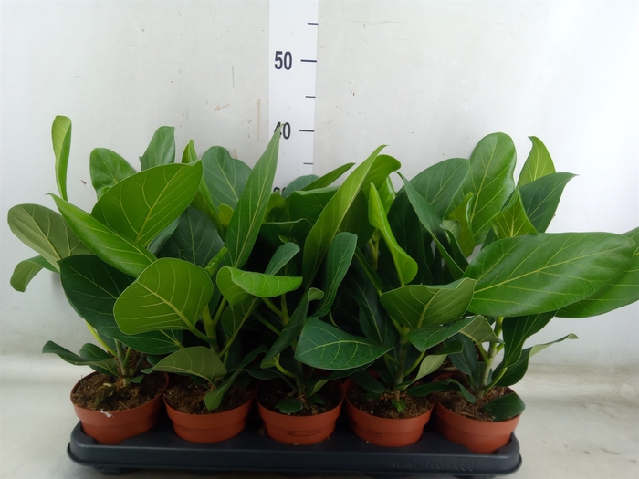 <h4>Ficus benghalensis 'Audrey'</h4>
