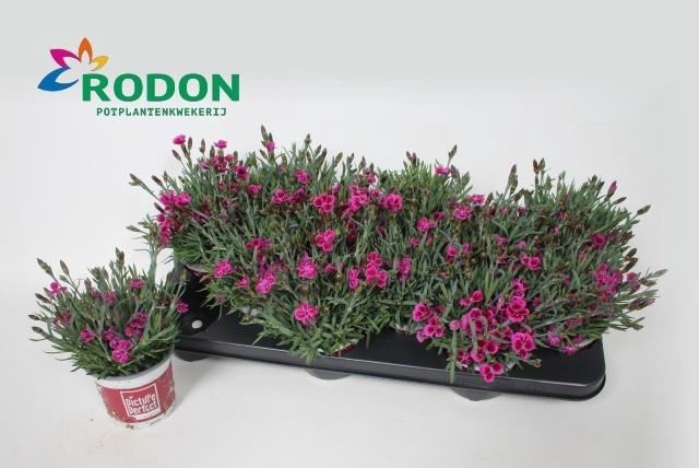 Dian Picture Perfect