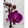 Phalaenopsis overig