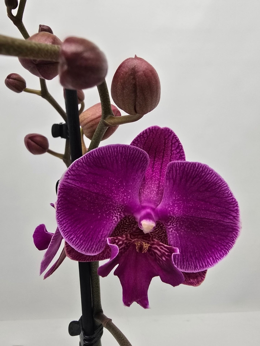 Phalaenopsis overig