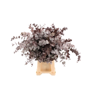 Euca Cinerea Rood Abs