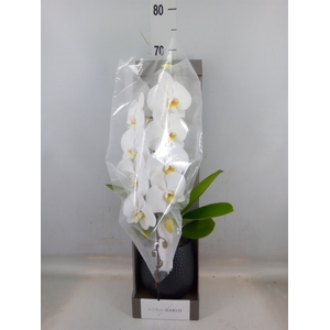 Phalaenopsis   ...white