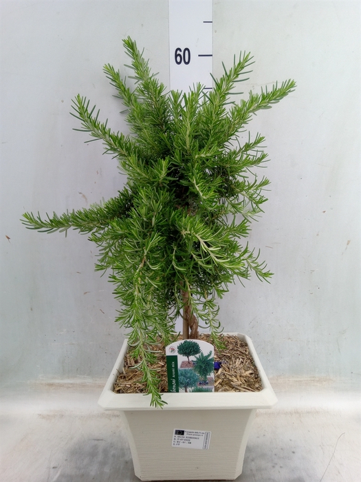 <h4>Rosmarinus officinalis   ...</h4>