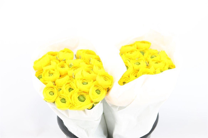 <h4>Ran Cloni Ex Omega</h4>