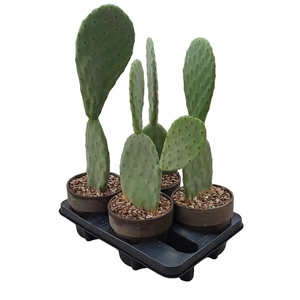 OPUNTIA FICUS INDICA IN TERRACOTTA POT Ø 15 - TRAY4 PCS (CACTUS)