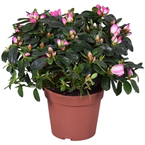 Azalea Vogel 'Hulsten' roze/wit 14cm