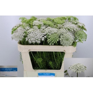 Ammi Visnaga Casablanca