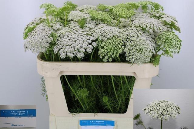 <h4>Ammi Visnaga Casablanca</h4>