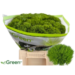 DI BARB GREEN WICKY