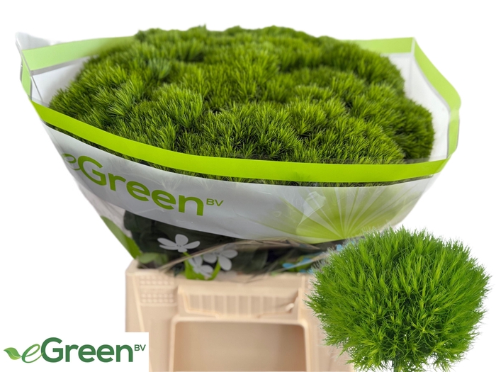 <h4>DI BARB GREEN WICKY</h4>