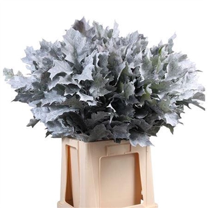 EIK FROSTED
