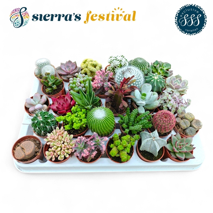 <h4>Festival® - CactusSucculent Mix (Exclusive)</h4>