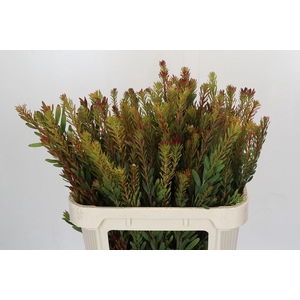 Leucadendron Safari Sunset Spray