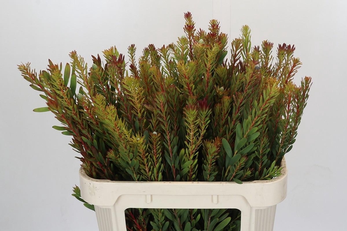 Leucadendron Safari Sunset Spray
