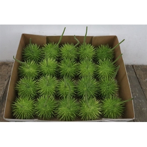Sier Cucumis Egel Licht Xxl Hol X20